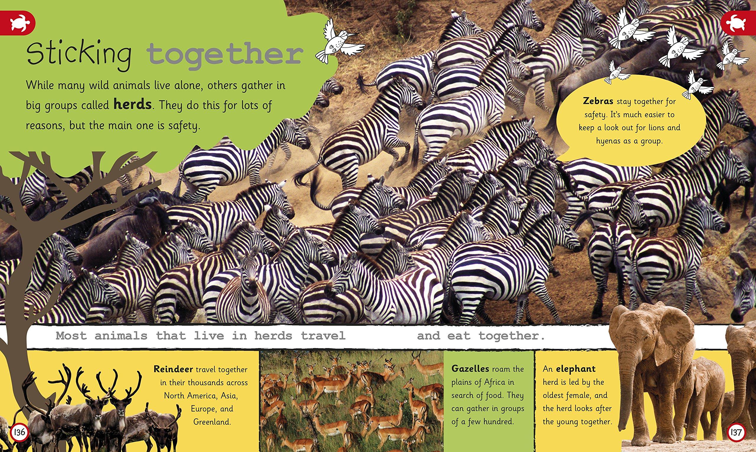 My Encyclopedia of Very Important Animals: For Little Animal Lovers Who Want to Know Everything (My Very Important Encyclopedias)