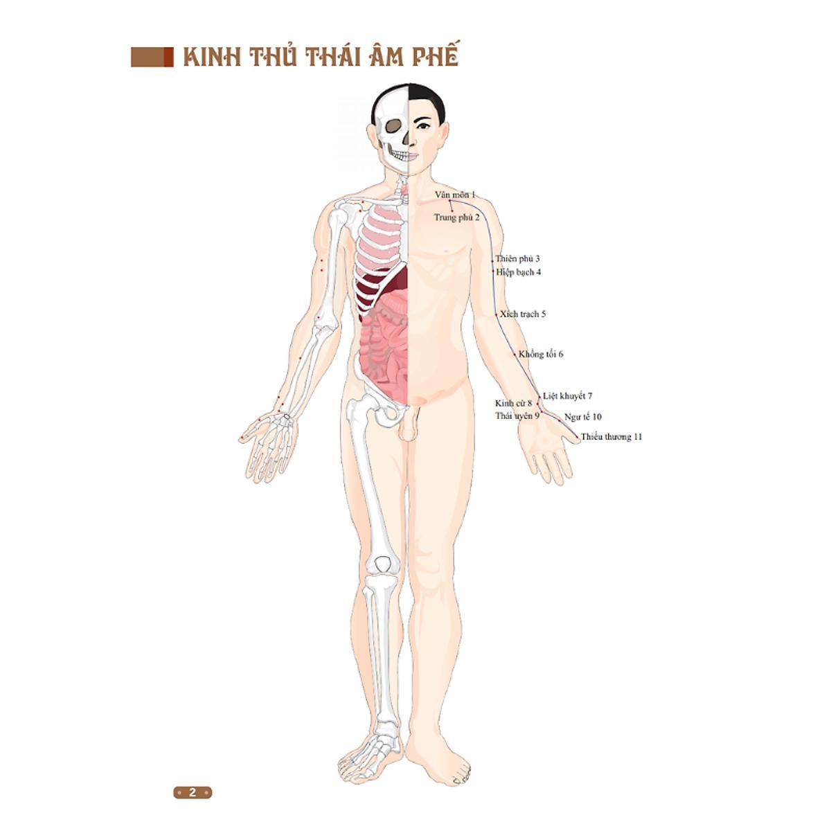 Sách - Đồ Giải Kinh Lạc Huyệt Vị Cơ Thể - Bìa Mềm - Minh Thắng
