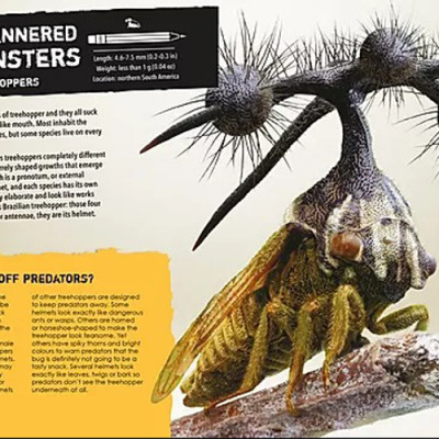 Sách tiếng Anh - Real Life Monsters Of The Rainforest