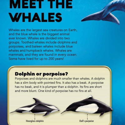 My Best Book Of Whales And Dolphins