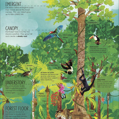 The Magic And Mystery Of Trees