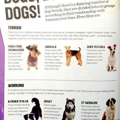 Dogs (Pet Expert)