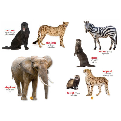 Sách - Từ Điển Bằng Tranh - Thế Giới Động Vật - Bìa Cứng - Minh Thắng