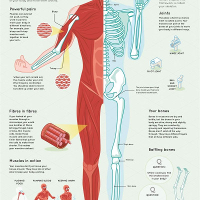Lift The Flaps: Human Body - Sách lật mở: Cơ thể con người