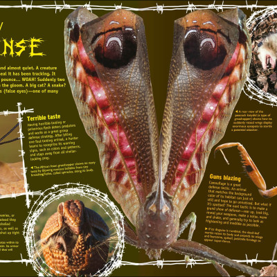 The Animal Book