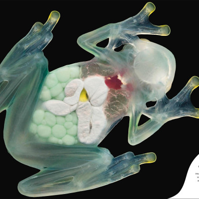 Sách ngoại văn: Weird And Wonderful Nature -Tales Of More Than 100 Unique Animals, Plants, And Phenomena