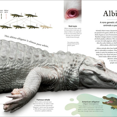 Sách ngoại văn: Weird And Wonderful Nature -Tales Of More Than 100 Unique Animals, Plants, And Phenomena