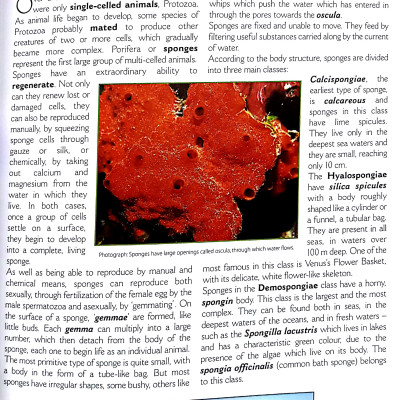 The Big Book Of Animals