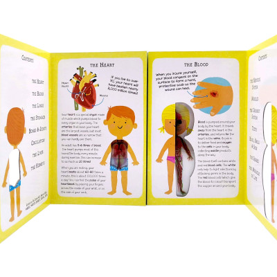 The Incredible Human Body - My First Human Body Book - New Version