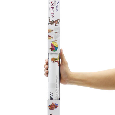 Wonders Of Learning Educational Wall Chart: Discover The Human Body