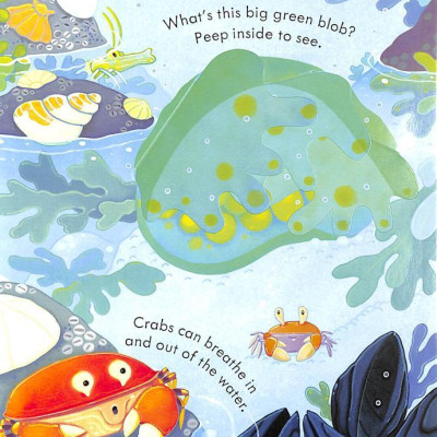 Peep Inside The Seashore