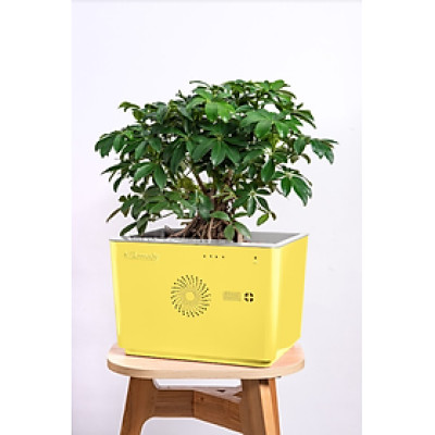 Máy lọc Không khí tích hợp cây xanh AIRemedy - Vỏ nhựa các màu (Hàng chính hãng)