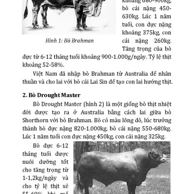  Kỹ Thuật Nuôi Bò Và Biện Pháp Phòng Trị Bệnh (Tái bản 2025)
