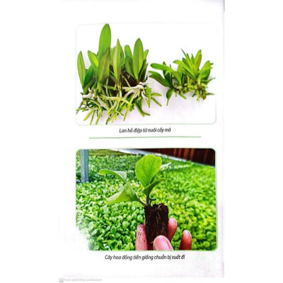 Sách - Cách Nhân Giống Cây Trồng Bằng Nuôi Cấy Mô - Công Nghệ Nhân Giống Hiệu Quả Cho Tương Lai - NXB Nông Nghiệp