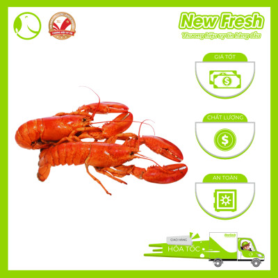 [GIAO NHANH HCM] Tôm Hùm Baby Canada Hấp - 1 Con