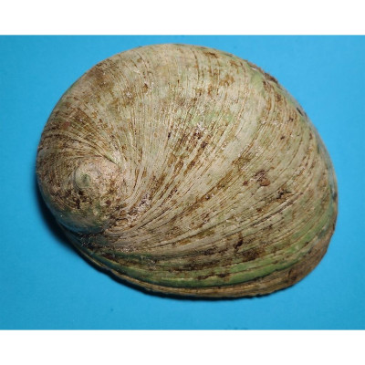 Sét Ốc xà cừ hồng size đại Kèm chân gỗ xoài 4" giá siêu tốt