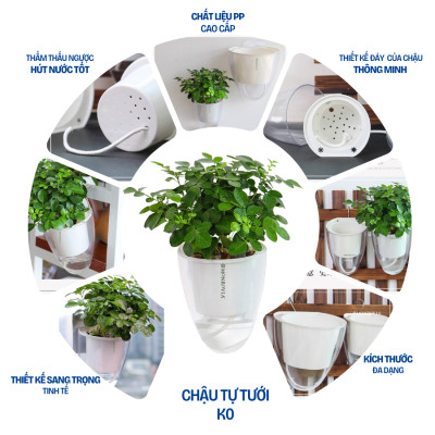 Chậu tự tưới treo tường đáy trong suốt Monrovia, chất liệu nhựa PP, phù hợp mọi không gian nhà