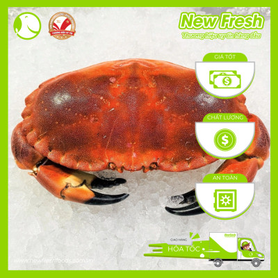 [GIAO NHANH HCM] Cua Nâu Nauy Siêu Gạch Đông Lạnh - 1 Con 1Kg