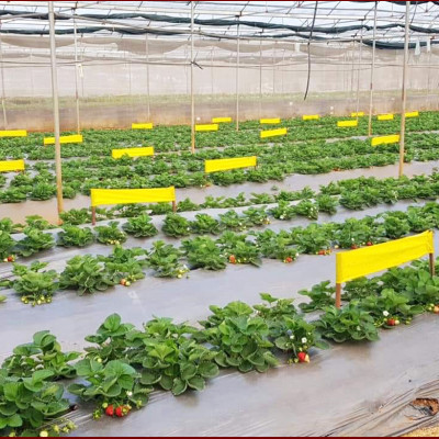 Bẫy Ruồi Bằng Keo Dính Vàng Sinh Học Israel Cuộn 10 Mét Trải Nghiệm. Hiệu Sticky Yellow Roll là Keo Dính Vàng 2 Mặt Israel (RỘNG 18CM X DÀI 10M) Nhập Khẩu Israel Sử DụngTrong Ngành Nông Nghiệp Sạch dùng Bẫy Ruồi Giấm, Ruồi Vàng, Ruồi Cái và cả các loại côn trùng khác