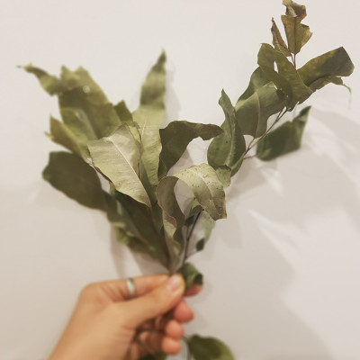 Lá khuynh diệp khô dùng xông thơm nhà cửa và diệt khuẩn