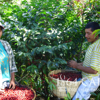 Cà Phê Hảo Hạng (Specialty Coffee) Tinh Khiết Không Tẩm Không Độn Thương Hiệu Quốc Tế 1864 CAFÉ EL BORBOLLÓN Nguyên Hạt Khối Lượng Tịnh 220g – 1864 CAFÉ