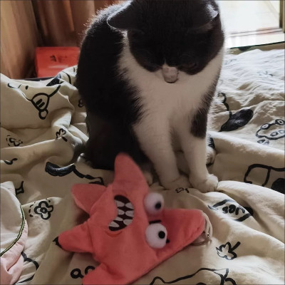 Ngôi sao dãy đành đạch 20cm ship HOẢ TỐC HCM sao biển tức giận nhảy múa chiikawa giicawa gấu bông vô tri hài hước