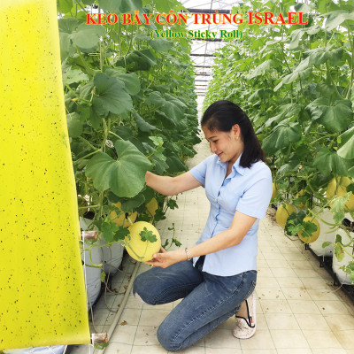 Keo Bẫy Bọ Phấn Trắng Israel Gây Hại Dưa Lưới (cuộn 20 mét) và bẫy các loại côn trùng trong nông nghiệp khác 