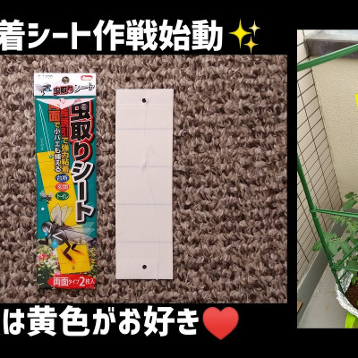 Miếng dính bẫy côn trùng 2 mặt Sanada Seiko - Hàng nội địa Nhật Bản (#Made in Japan)