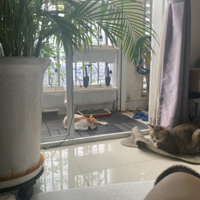 Đế Lót Chậu Cây Có Bánh Xe Thương Hiệu ANKAN, Đế Để Chậu Cây Cảnh, Có Bánh Xe, Mặt Tròn Bằng Gỗ Tràm, Màu Đen Đường Kính 35 Cm, Tải Trọng 80kg, Thích Hợp Để Đặt Chậu Cây Trong Nhà, Ngoài Trời, Tiện Lợi Di Chuyển