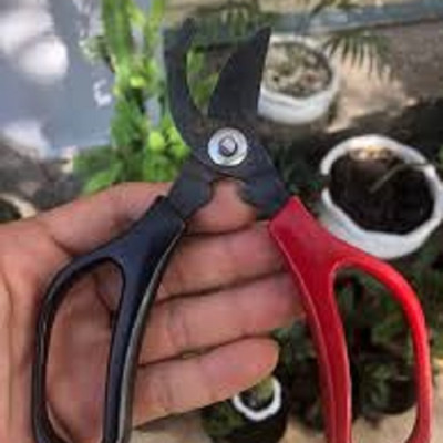Kéo chuyên dụng cắt tỉa cây cảnh ( Cắt/tỉa cành lá bị hư hỏng ) nhỏ gọn dễ dùng  - Hàng nội địa Nhật Bản. ( Giao màu ngẫu nhiên )