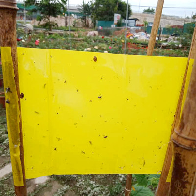 Bộ 5 mét Keo bẫy ruồi đục trái, bẫy bọ trĩ, bọ phấn, sâu vẽ bùa và bẫy các côn trùng khác của Israel với thời gian trên 6 tháng 