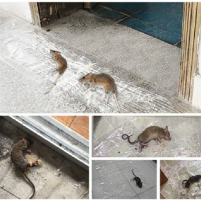 Keo dán chuột keo dính chuột keo bẫy chuột (Dài 1.2M)