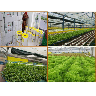 Bẫy Ruồi Bằng Keo Dính Vàng Sinh Học Israel Cuộn 10 Mét Trải Nghiệm. Hiệu Sticky Yellow Roll là Keo Dính Vàng 2 Mặt Israel (RỘNG 18CM X DÀI 10M) Nhập Khẩu Israel Sử DụngTrong Ngành Nông Nghiệp Sạch dùng Bẫy Ruồi Giấm, Ruồi Vàng, Ruồi Cái và cả các loại côn trùng khác