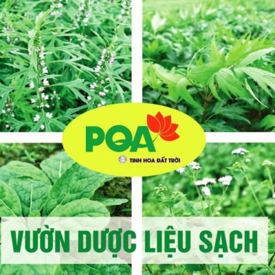 Tia Sữa PQA Giúp Thanh Nhiệt Giải Độc Và Giảm Triệu Chứng Của Tắc Sữa Ở Phụ Nữ Đang Cho Con Bú Hộp 10 Ống