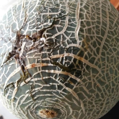 Bẫy Ruồi Bằng Keo Dính Vàng Sinh Học Israel Cuộn 10 Mét Trải Nghiệm. Hiệu Sticky Yellow Roll là Keo Dính Vàng 2 Mặt Israel (RỘNG 18CM X DÀI 10M) Nhập Khẩu Israel Sử DụngTrong Ngành Nông Nghiệp Sạch dùng Bẫy Ruồi Giấm, Ruồi Vàng, Ruồi Cái và cả các loại côn trùng khác