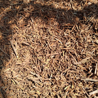 Vỏ quế đẽo dùng xông thơm nhà cửa