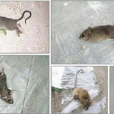 Keo dán chuột keo dính chuột keo bẫy chuột (Dài 1.2M)