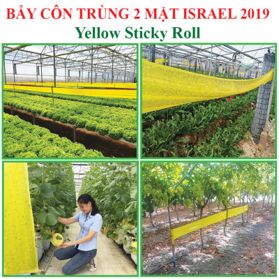 Cuộn Keo Dính Vàng Bẫy Côn Trùng Nhập khẩu Israel dùng bẫy ruồi đục trái, bẫy bọ trĩ, bọ phấn, sâu vẽ bùa và bẫy các côn trùng khác