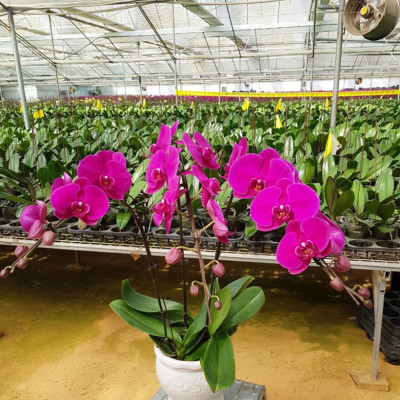 Bẫy Ruồi Bằng Keo Dính Vàng Sinh Học Israel Cuộn 10 Mét Trải Nghiệm. Hiệu Sticky Yellow Roll là Keo Dính Vàng 2 Mặt Israel (RỘNG 18CM X DÀI 10M) Nhập Khẩu Israel Sử DụngTrong Ngành Nông Nghiệp Sạch dùng Bẫy Ruồi Giấm, Ruồi Vàng, Ruồi Cái và cả các loại côn trùng khác