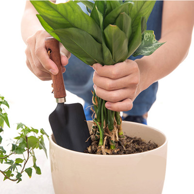 Combo 02 Xẻng nhỏ làm vườn cán gỗ Echo Nhật Bản