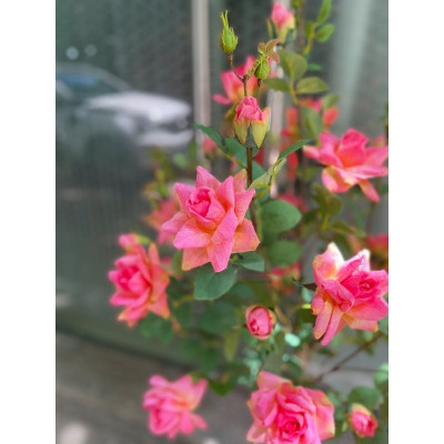 Cây hoa hồng 1,4m giả