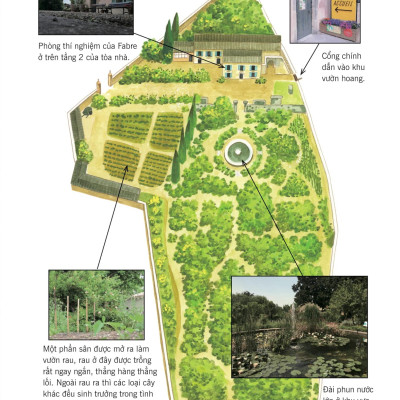 Sách - Truyện Tranh Khoa Học Về Các Loài Côn Trùng - Lính Trinh Sát Dũng Cảm - Kiến Polyergus