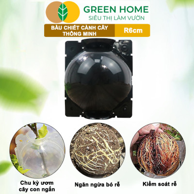 Bầu Chiết Cành GreenHome, R6cm(1 Thùng 100 CÁI), Tăng Khả Năng Ra Rễ, Phù Hợp Với Mai Vàng, Ổi, Mận