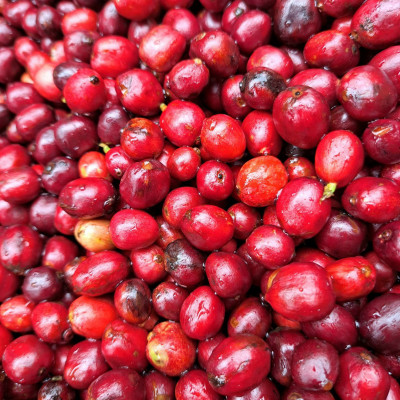 Túi Cà Phê Impact Fine Robusta Dak Lak 500g