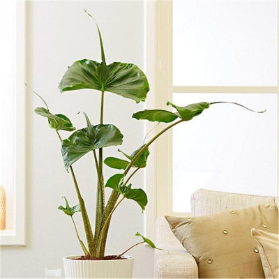 Cây Môn Cá Đuối Alocasia Stingray - Cây cảnh để trong nhà + Tặng phân bón cho cây