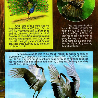 Thế Giới Động Vật Kì Thú - Thế Giới Loài Chim