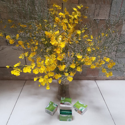 Dung Dịch Cắm Hoa Lan Vũ Nữ Lâu Tàn dạng bột của Israel (Combo 100 gói) giúp hoa lan nở đến nụ cuối cùng và hạn chế đen gốc hoa