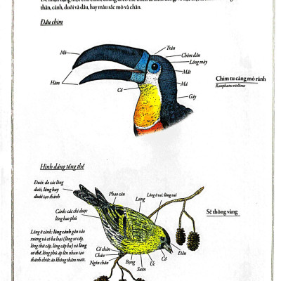 Bách Khoa Thư Cho Cả Nhà - Thế Giới Chim Muông Bằng Tranh