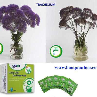 Bột Dưỡng Hoa Cắt Cành Longlife - Food for Cut Flowers - nhập khẩu ISRAEL (COMBO 100 gói tiết kiệm) giúp hoa tươi gấp 2 lần và 14 ngày không thay nước hay cắt tỉa lại gốc hoa