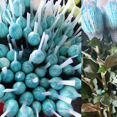 10 chai Nhuộm Hoa tươi dạng nước (Chai 1L x 10 Màu) Công Nghệ Israel giúp hoa nhuộm đổi màu theo ý muốn nhuộm trên 250 cành hoa x 1 chai